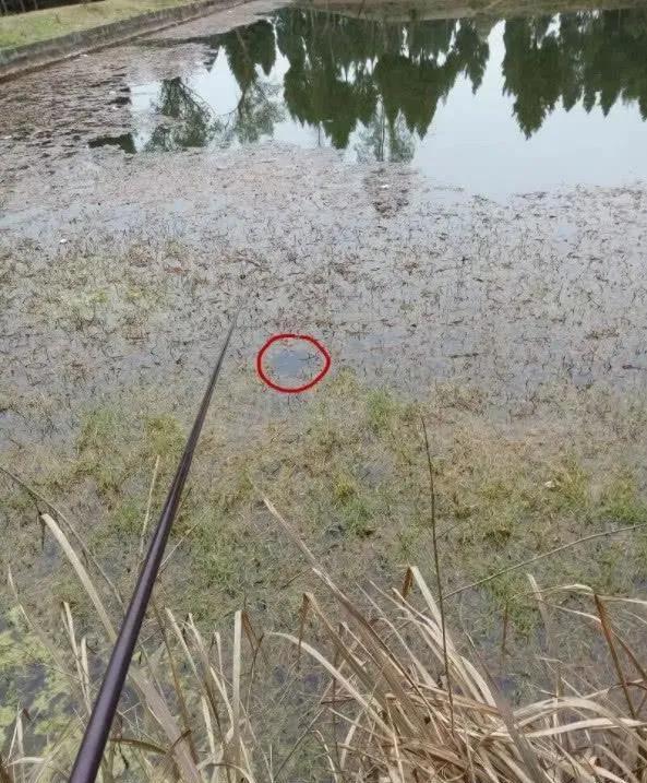 冬釣鯽魚大太陽天氣這樣選釣位才能釣到魚，否則易容空軍