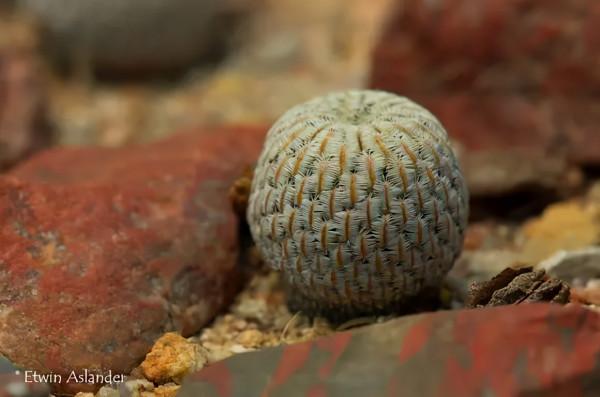世界那麼大，多肉那麼美，我們一起去看看吧 | 南非多肉欣賞