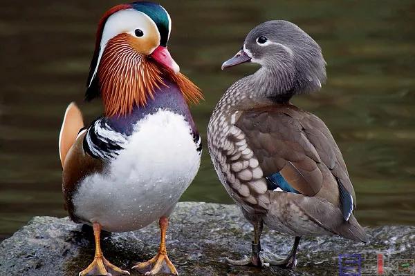 鴛鴦鳥精美圖片