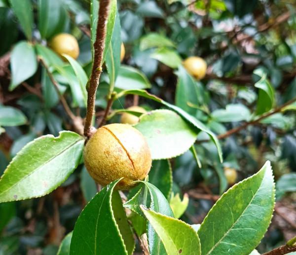 去湘贛邊，在湖南自己的武功山看秋天草甸