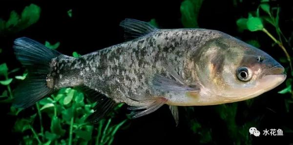 水生動物圖文欣賞(5)——四大主要食性魚類與五小類食性魚類 水生動物圖文欣賞(5)——四大主要食性魚類與五小類食性魚類