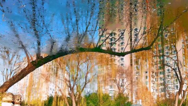 北京紫竹院公園初冬的水中倒影彷彿水墨畫