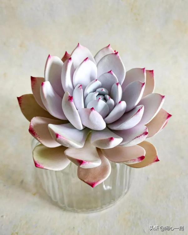 分享&mdash;&mdash;多肉，肉出花朵