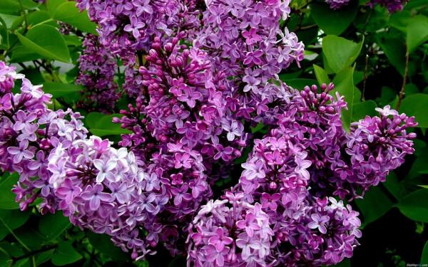 分享圖片，唯美浪漫丁香花