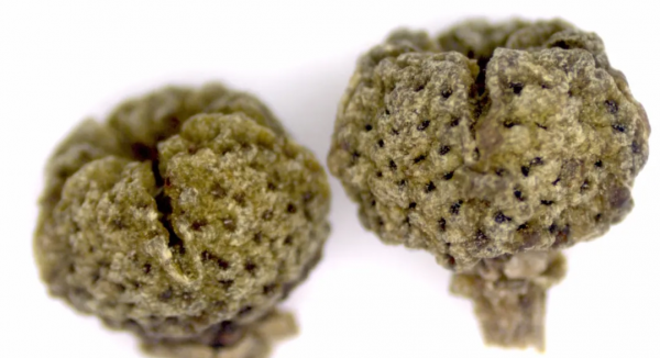 重陽佳節話茱萸 重陽佳節話茱萸