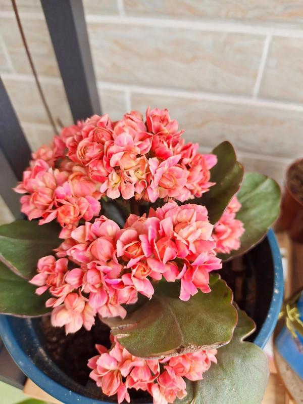 長壽花開花了 長壽花開花了