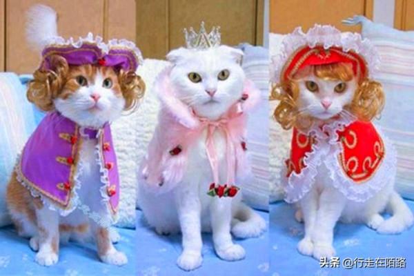 為感謝服役277年的貓咪,俄羅斯冬宮博物館操碎了心 為感謝服役277年的貓咪,俄羅斯冬宮博物館操碎了心