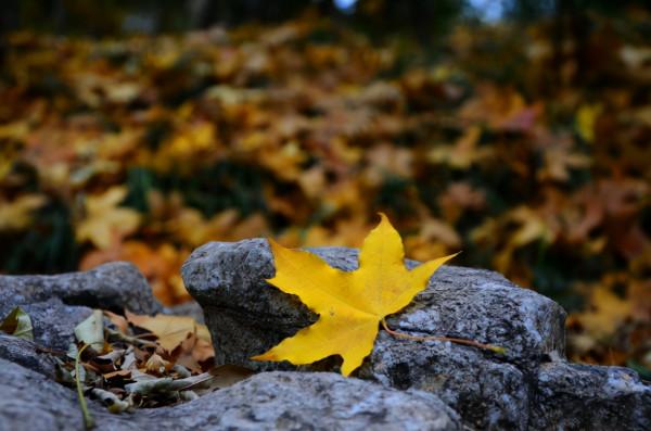 「新詩採擷」蘇然 | 這秋日多麼美好（組詩）