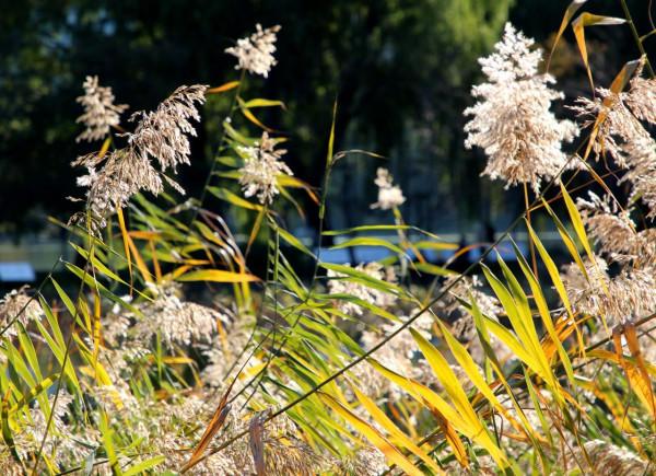 北京玉淵潭公園:深秋美景醉煞人 #秋日好時光##小生活,大財富# 北京玉淵潭公園:深秋美景醉煞人 #秋日好時光##小生活,大財富#