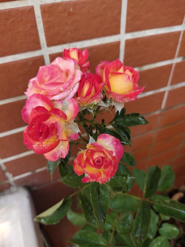 網上常見的3種花，購買需謹慎，看著銷量高，其實都是坑