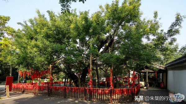 西楚霸王出生地，除了楚韻漢風的宮殿建築，還有2000多年的古槐樹