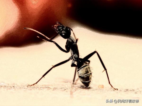 書生得罪螞蟻 兩次被報復 還差點喪失性命 書生得罪螞蟻 兩次被報復 還差點喪失性命