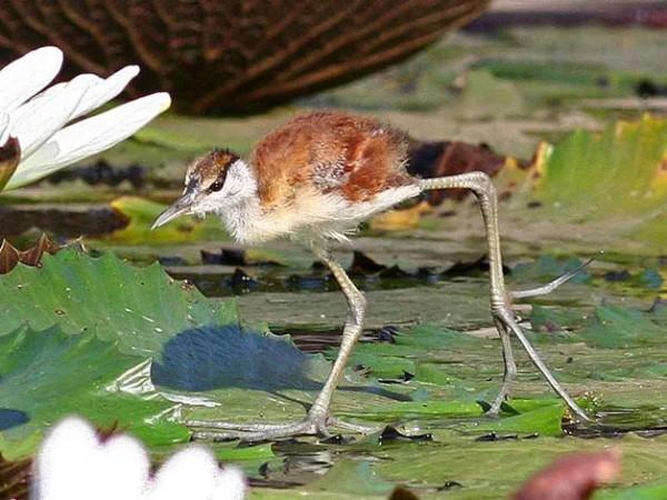 多腳怪的原原本本 多腳怪的原原本本