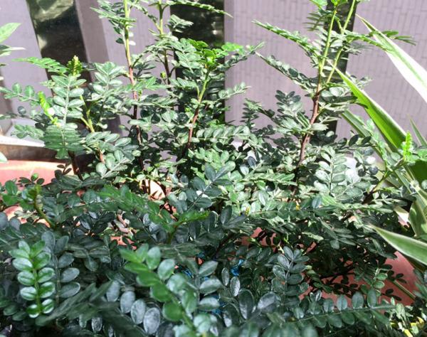 廚餘垃圾處理好,變廢為寶成花肥,好用還省錢 廚餘垃圾處理好,變廢為寶成花肥,好用還省錢