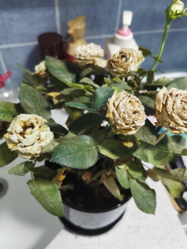 雨季養花難,做好這5點防護,雨再大也不怕 雨季養花難,做好這5點防護,雨再大也不怕