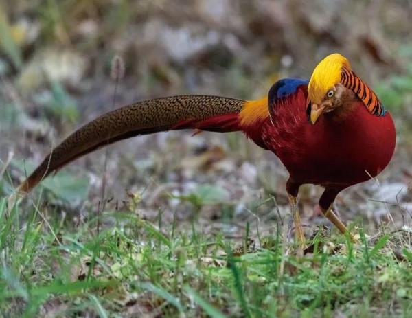 分享圖片：比鳳凰還美麗的鳥三十多款