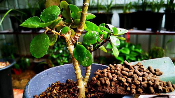 能養成老樁的“7種花”,吉祥大氣“生長年限長”,越養越喜歡 能養成老樁的“7種花”,吉祥大氣“生長年限長”,越養越喜歡