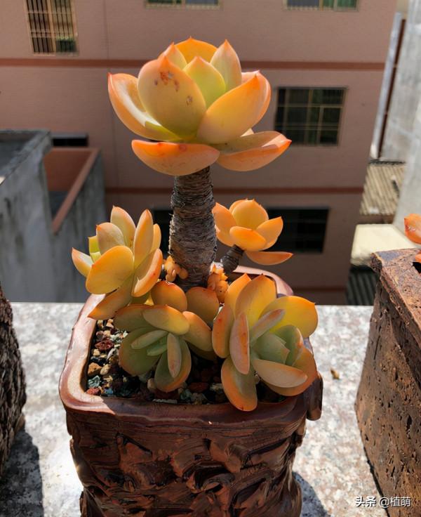 白鳳多肉,經過長期控養之後,莖稈出租,葉片小巧挺拔 白鳳多肉,經過長期控養之後,莖稈出租,葉片小巧挺拔