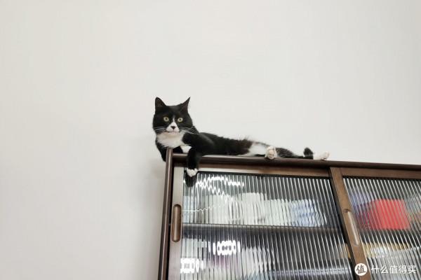 養三隻貓是一種怎樣的體驗？過來人的養貓（勸退）指南