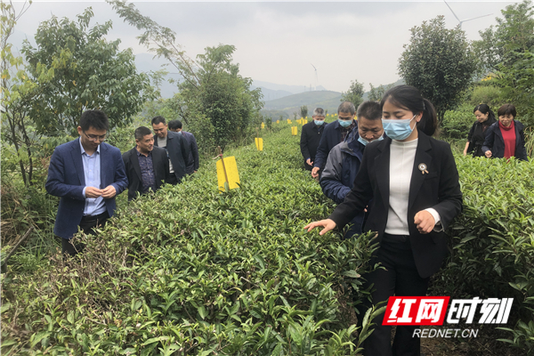 讓“科技之花”為湖南紅茶提質增效 湖南省農業科學院茶葉研究所科技賦能湘茶產業 讓“科技之花”為湖南紅茶提質增效 湖南省農業科學院茶葉研究所科技賦能湘茶產業