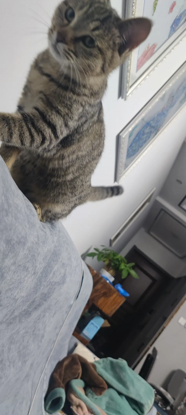 終於有貓了我太開心了啊啊啊啊