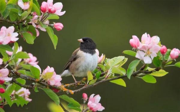 分享圖片：精美絕倫的鳥兒。顏色鮮豔，姿態優美，太招人喜歡了