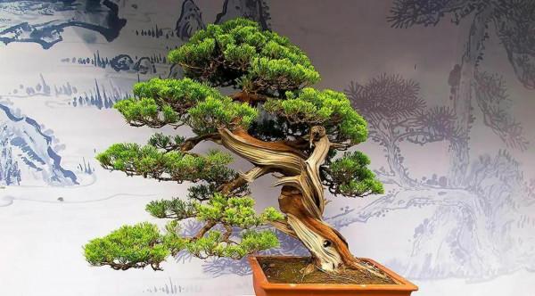 走進盆景（圖片）