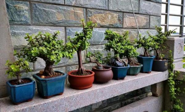 10大“吉祥花”,寓意深遠,好看又大氣,轉運又旺家 10大“吉祥花”,寓意深遠,好看又大氣,轉運又旺家