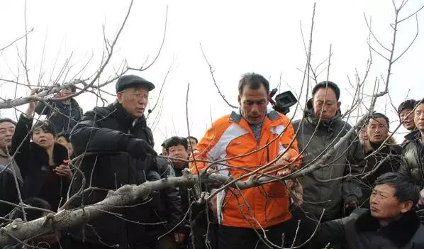 對蘋果樹冬季修剪的幾點建議