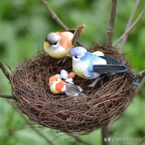 分享——鳥類築巢