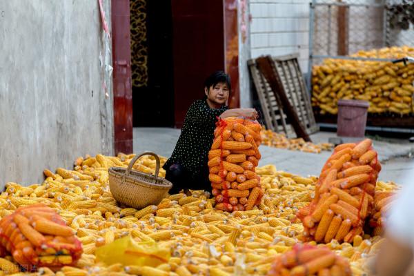 玉米“鋪天蓋地”的掉價，新糧上市要大跌？9月17日全國玉米行情