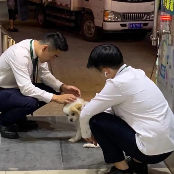 上學途中偶遇流浪狗，小男孩忽然上前給了一個“愛的抱抱”，……