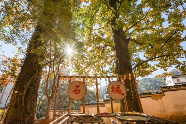 原來這時候才是婺源的顏值巔“楓”，錯過了要再等一年