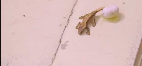 動物世界：從狗生贏家王可可開始，扒一扒各路明星斥巨資養的寵物