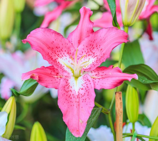 雙11花草“值得買”清單,共16種,後3種“吉祥如意”,重點關注 雙11花草“值得買”清單,共16種,後3種“吉祥如意”,重點關注