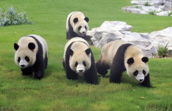 國寶大熊貓憨態可掬