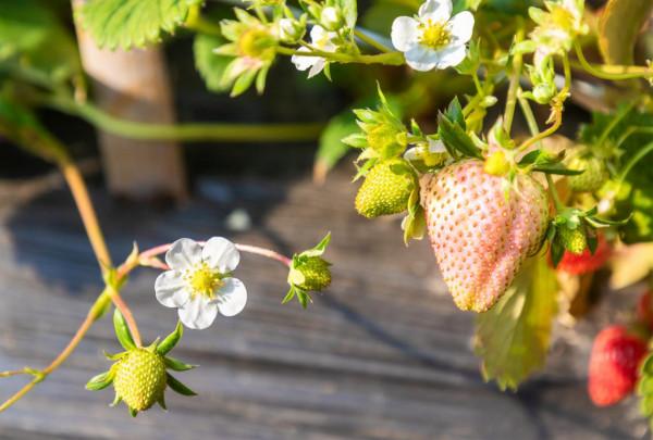 山東好景｜寒冬裡的&OpenCurlyDoubleQuote;莓&rdquo;好風景
