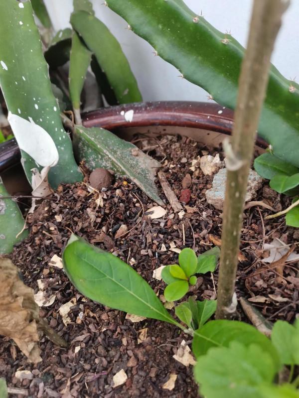 天台上扦插的幾棵南非葉活了