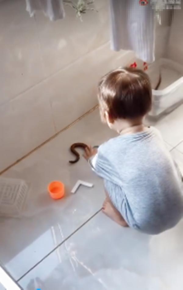 “初生牛犢不怕虎”：家裡黃鱔跑出來爸媽不敢上手，只能拜託娃了