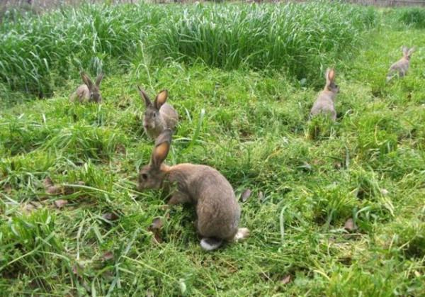 民間故事:冬天黑狼來偷雞,老漢好心收留,老漢去世後三狼來送葬 民間故事:冬天黑狼來偷雞,老漢好心收留,老漢去世後三狼來送葬