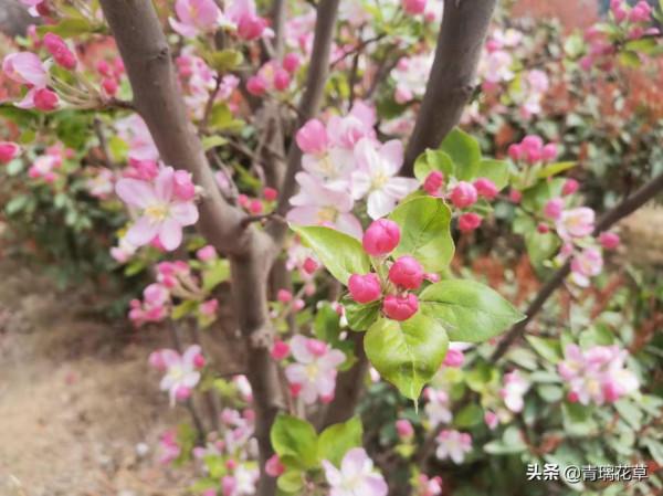 如果有庭院，記得種上這4種“仙樹”，開花時真是迷死人