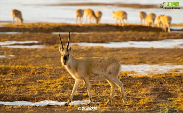 全球最美公路在中國！10065公里世界級大道，​從雪域高原到海洋