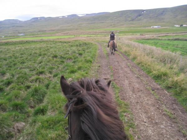 冰島馬最獨特的標誌是它額頭前面的&OpenCurlyDoubleQuote;斜劉海&rdquo;，又特別又可愛