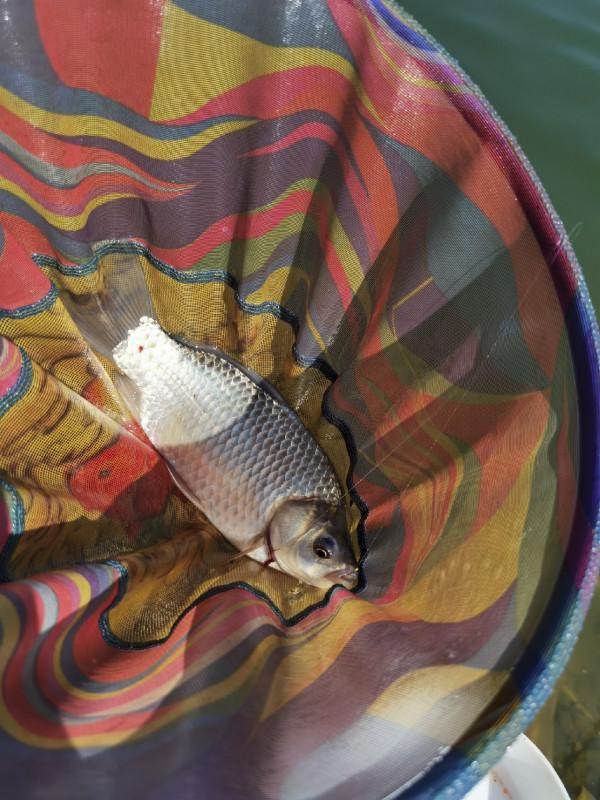 官莊水庫野釣爆護之旅,看看大師如何使用者實踐來證明 官莊水庫野釣爆護之旅,看看大師如何使用者實踐來證明