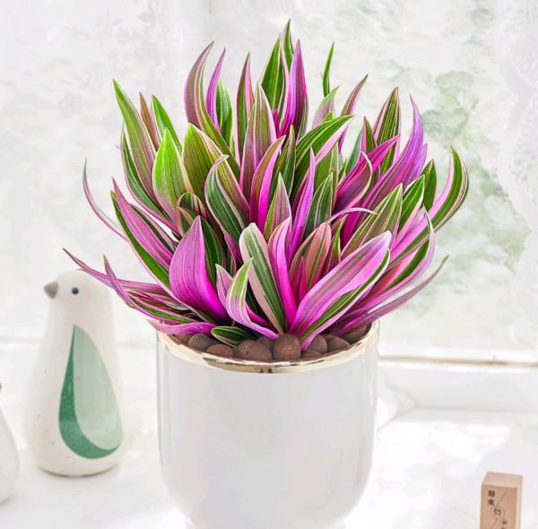 九種“耐陰花”,有點散光就能長,放在家裡“超有範” 九種“耐陰花”,有點散光就能長,放在家裡“超有範”