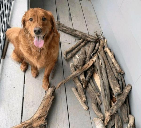 主人丟掉狗狗的木棍，狗氣得再撿回60根，一沒事幹就拿出來曬太陽