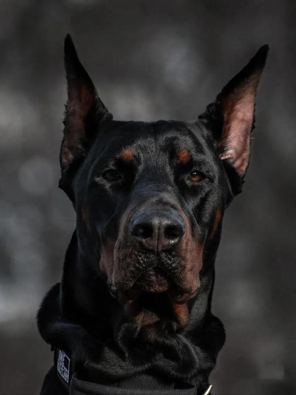 5種很聰明的狗狗