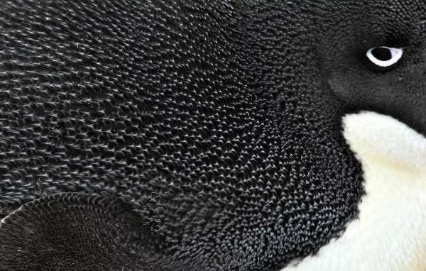 企鵝的腳上沒羽毛,它長期站在冰面上為啥不覺得冷呢 企鵝的腳上沒羽毛,它長期站在冰面上為啥不覺得冷呢