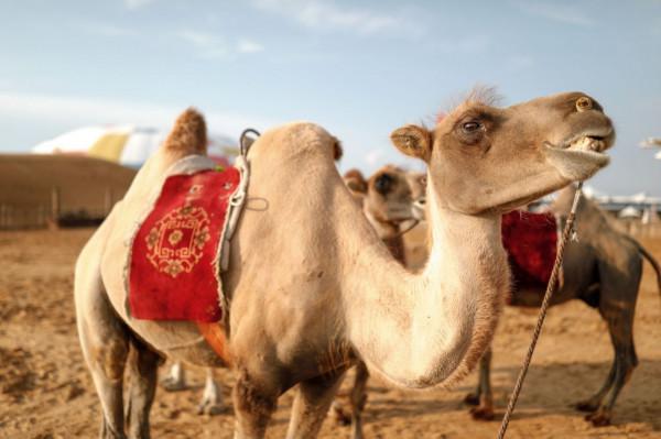 在沙漠中遇到死去的駱駝，為什麼不能碰？碰了後果有多嚴重？