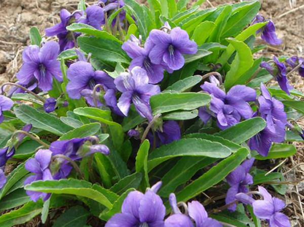 38種路邊的野菜，常常見到但不一定都認識，看你吃過幾種？